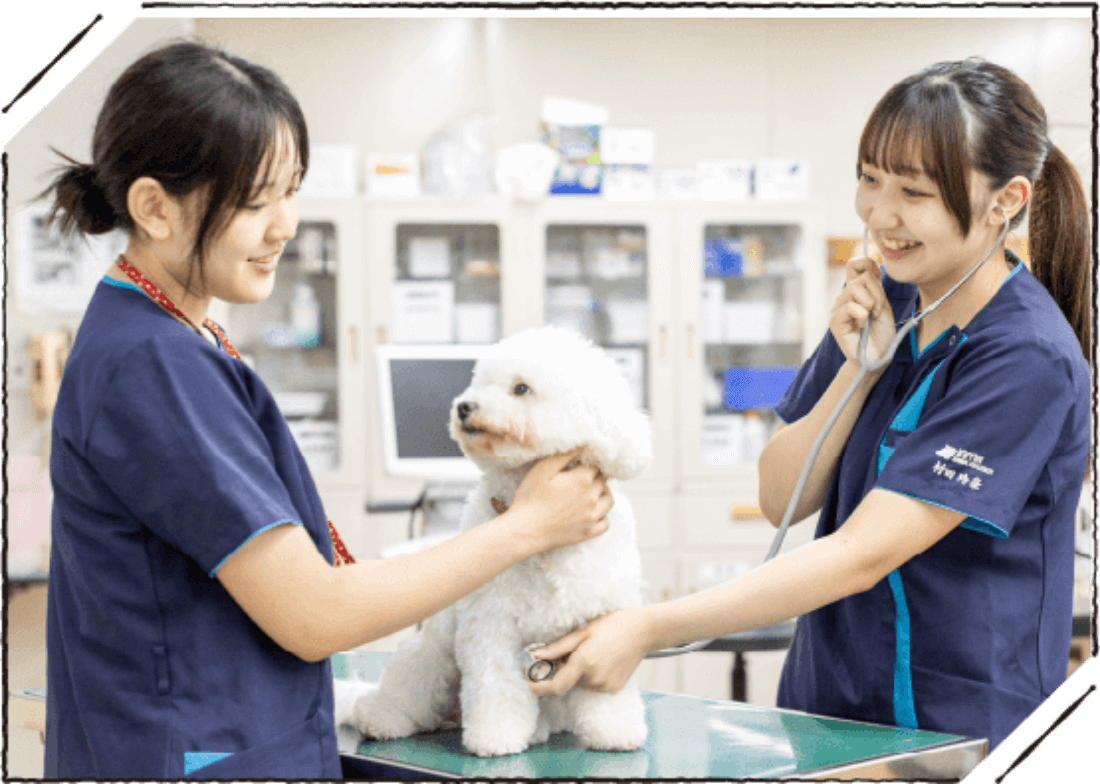 動物看護実習