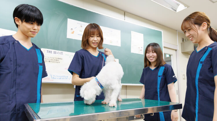 学べる分野・めざせる職業｜日本動物専門学校｜動物、ペットの専門学校